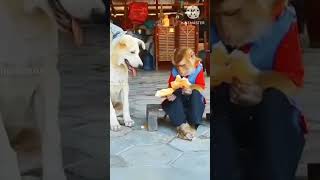 crazy to see bread funny cat monkey। Laughing monkey short video [upl. by Dougy516]