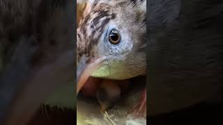 Zitting cisticola bird repairing the nest P 1 shorts [upl. by Ellerud]