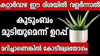 വീട്ടിൽ കറ്റാർവാഴ ഉള്ളവർ ഈ തെറ്റ് ചെയ്യല്ലേ കുടുംബം നശിക്കും Malayalam astrology  vastu [upl. by Elwood]