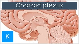 Choroid plexus Plexus Choroideus  Human Anatomy  Kenhub [upl. by Halac967]