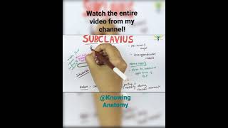 Muscle  Subclavius  origin  insertion  nerve supply  Actions [upl. by Yesnnyl96]