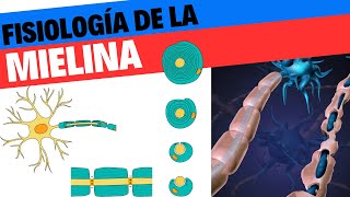 Formación y fisiología de la mielina Neurociencias 7 [upl. by Apur]