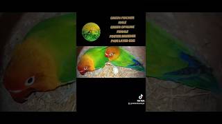 GREEN FISCHER MALE GREEN OPALINE FEMALE BREEDER FOSTER PAIR START LAYING EGGS FISCHER LOVEBIRDS OPA [upl. by Ferguson]