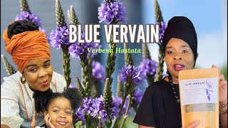 BLUE VERVAIN herb for Stress Anxiety and Sleep Disorders and more  Benefits  Dr Sebi Recommend [upl. by Iraj982]