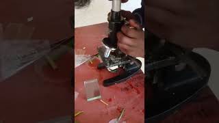 How to Cut the TS Transverse section Cutting of Monocot and Dicot Stem Botany practical [upl. by Alejandra]