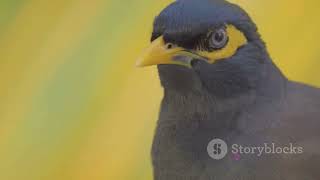 The Marvelous Mynah Bird 🐦  Natures Unparallel [upl. by Marissa]