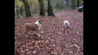 Ronja spielt mit Bologneser und Labrador [upl. by Helsell]