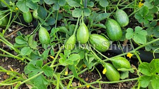 The Zambian Gherkin [upl. by Hsekar]