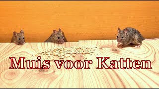 Muis voor katten 🐭 vang de muis [upl. by Elyssa]