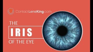 The Iris of the Eye  How the Eyes Iris Works  The Purpose of the Iris  What is the Iris [upl. by Aynotal685]