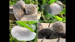 Hasentintling Hasenpfote Coprinopsis lagopus [upl. by Em]