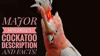 Major Mitchells Cockatoo  Description and Facts [upl. by Arahahs119]