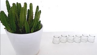 How to Grow Stapelia Succulent Plants from Cuttings in Water Stapelia Hirsuta Propagation [upl. by Yrrab593]