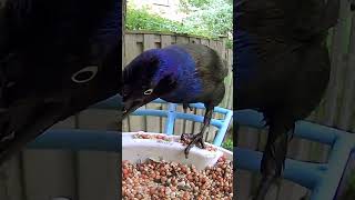 Grackle on a Rainy Day birdwatching grackle birds rain shorts [upl. by Oileduab]