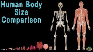 Human Body and Human Body Size Comparison  Human Anatomy Size Comparisons [upl. by Bartholomeo]