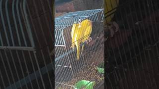 Yellow Parrot fantasticparrot [upl. by Ainesell]