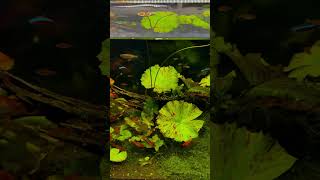 My planted aquarium with Nymphaea lotus Green amp Red and tetras – 300L 120x50x50 cm [upl. by Nolyaw]