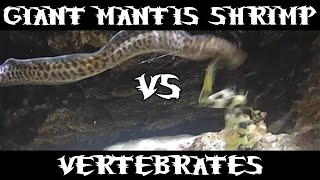 Giant Spearing Mantis Shrimp Vs Many [upl. by Karee]