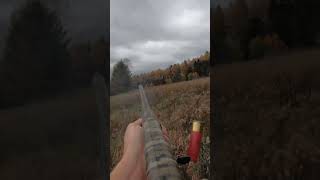 PA Pheasant Hunting Flushing a big rooster pheasanthunting rooster weatherby birdhunting [upl. by Yvel823]