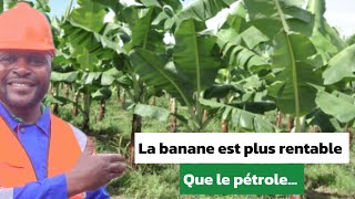 Obtenir toute une bananeraie avec un rejeton de bananier [upl. by Nnav]