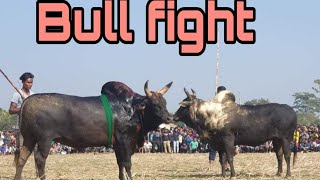 জয়বাংলা vs আমছইল  joy bangla vs Amsoil  bull fight  sharer lorai  বিছাল মাইর 2021 Cow fight [upl. by Buseck]