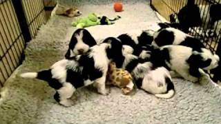 English Springer Spaniel puppies Kull E  video 4 [upl. by Liggitt356]