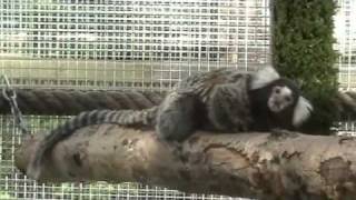 Understanding Common Marmoset Behaviour [upl. by Persse522]