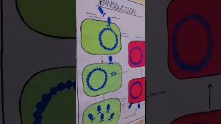 Transduction in Bacteria by Eman Waheed ShahTareen Swati [upl. by Magdalen550]