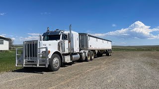 Is it time to haul wheat yet [upl. by Aaron]