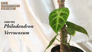 Philodendron Verrucosum Plant Care Tips  The Houseplant Alphabet [upl. by Martin]