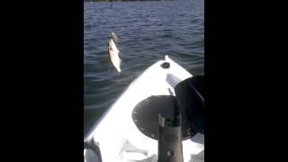 Catching tailor narrabeen lake On kayak in winter [upl. by Anastice886]