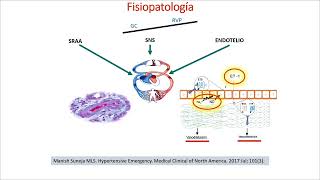 Fisiopatología de la presión arterial [upl. by Cindie]