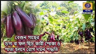 সুসংহত উপায়ে বেগুনচাষে রোগ পোকা নিয়ন্ত্রণ [upl. by Tegirb]