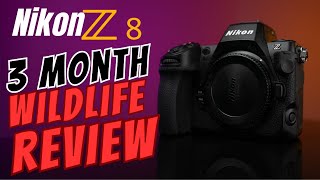 Pros and Cons of the Nikon Z8  Bird and Wildlife Photography 3Month Review [upl. by Aiclid]