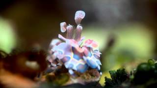 Harlequin Shrimp too Hungry [upl. by Fee]