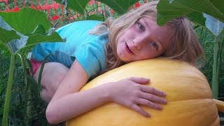 Dills Atlantic Giant Pumpkin Update [upl. by Asaeret]