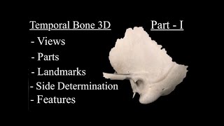 Temporal Bone anatomy 3d Part 1 Views Side determination features landmarks and Osteology [upl. by Libbey]