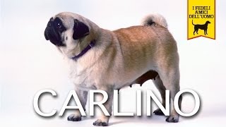 CARLINO trailer documentario [upl. by Nnayllas]