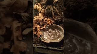 Grammostola pulchra getting angry at watering her dish [upl. by Nigle]