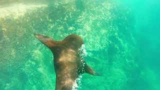 California Sea Lion takes a HUGE poop underwater  Scuba diving in Cabo San Lucas [upl. by Norman250]