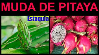 COMO FAZER MUDA DE PITAYA POR ESTAQUIA Pega fácil [upl. by Anahsahs52]