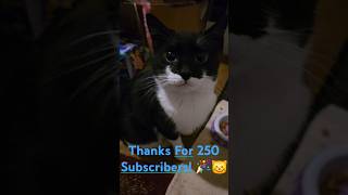 Marcie Gets A Special Treat For 250 Subscribers 😸🎉 [upl. by Winfred]