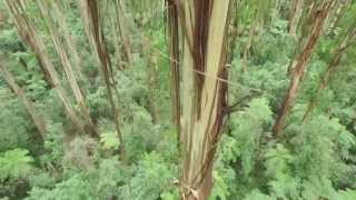 Dandenong Ranges National Park  Melbournes Dandenong Ranges [upl. by Amatruda486]