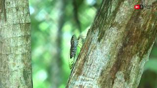 Indian Cicada alias Cheeveedu [upl. by Robison]