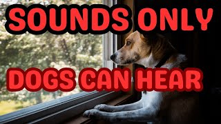 Discover the Amazing Sounds Only Dogs Can Hear doglover dogs dogintelligence yourdog [upl. by Leuname432]