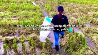 ANO ANG SILAGE  Urea Treated Rice Straw  PHILIPPINES [upl. by Buyse]