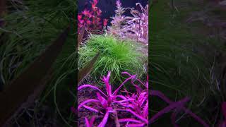 Eriocaulon Setaceum aquariumshopdinajpur [upl. by Gebelein]