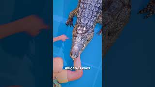 How To Escape An Alligator Death Roll 😨 [upl. by Odeen]