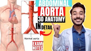 abdominal aorta anatomy 3d  abdominal aorta course anatomy  abdominal aorta branches anatomy [upl. by Adams]