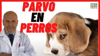 🔴 PARVOVIRUS PARVO en Perros ADULTOS y CACHORROS VACUNADOS 🔴 Síntomas y Tratamiento [upl. by Aneehsal]